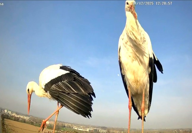 unapersona5072 tweet media