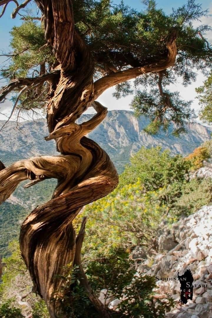 "El árbol torcido vive su vida mientras el árbol recto es convertido en tablas."

- Proverbio Chino