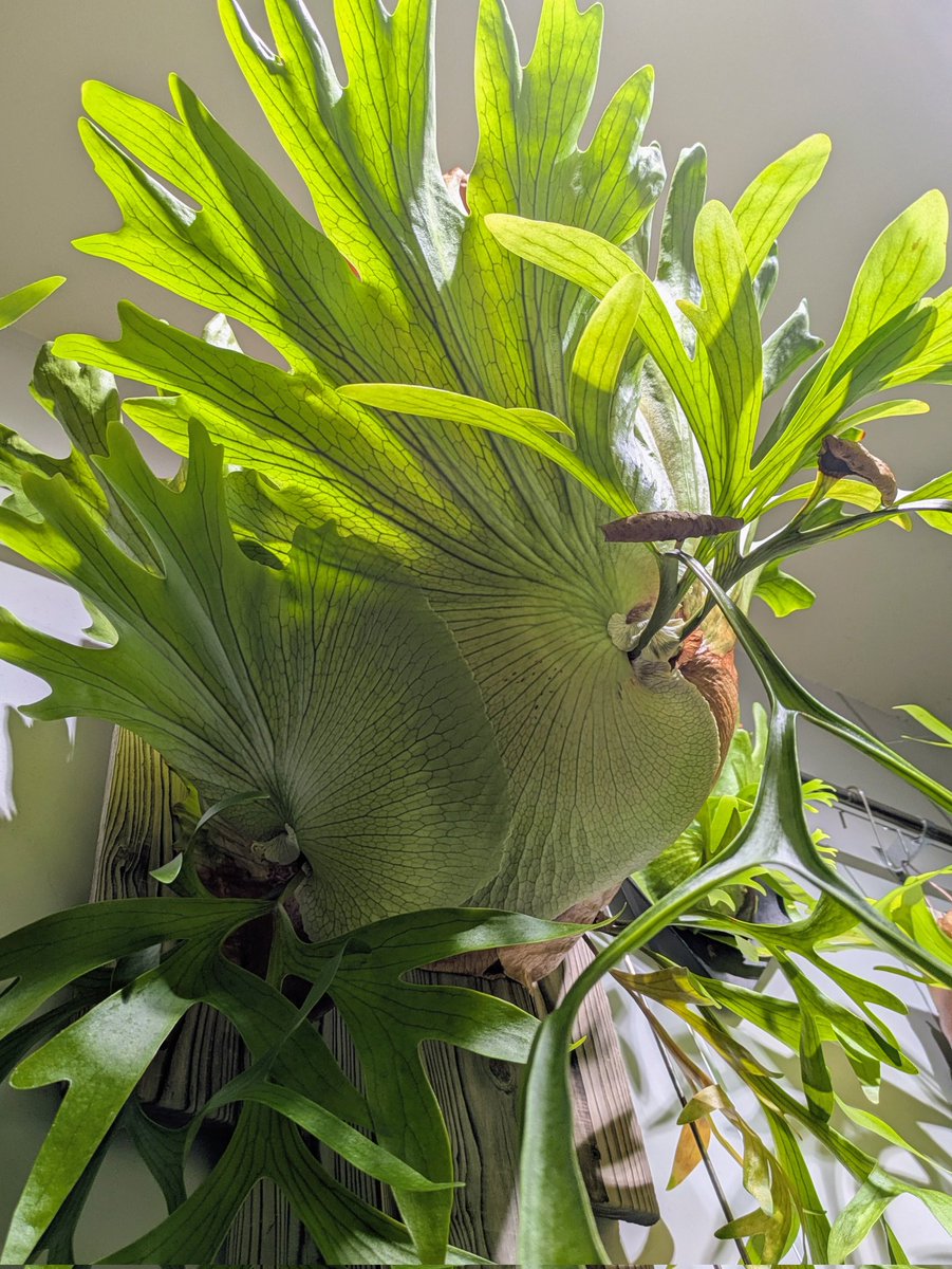 P. coronarium
#ビカク葉脈選手権2025