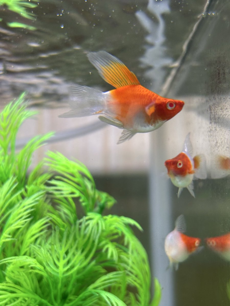 hakuto14 (@hakuto142) / Posts / X