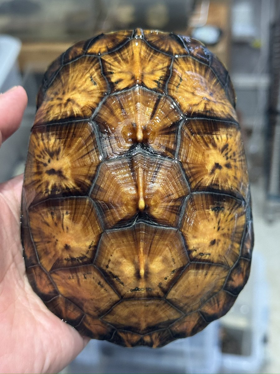 甲羅に模様が出てきたトウブハコガメ♂