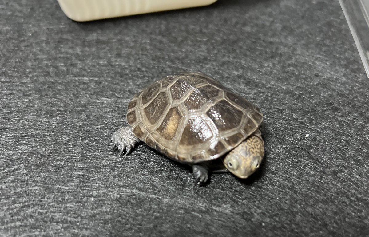 BOで今年最後のお迎え①

ドクトカゲラヴァー（<a href="/DokutokageLover/">ドクトカゲラヴァー</a> ）さんで

クリイロハコヨコクビガメ🌰

やっぱりもう1匹いて欲しくて🥹

先住の子と仲良くして貰えるかなぁ☺️