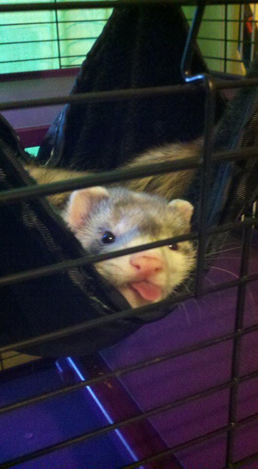 Ferret Every Hour (@ferretperhour) on Twitter photo 