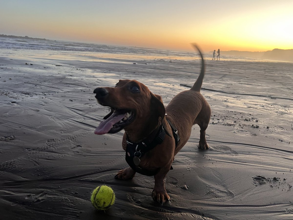 minoyeze's tweet photo. Otto llegando a la playa. https://t.co/LcbR8FBpiv