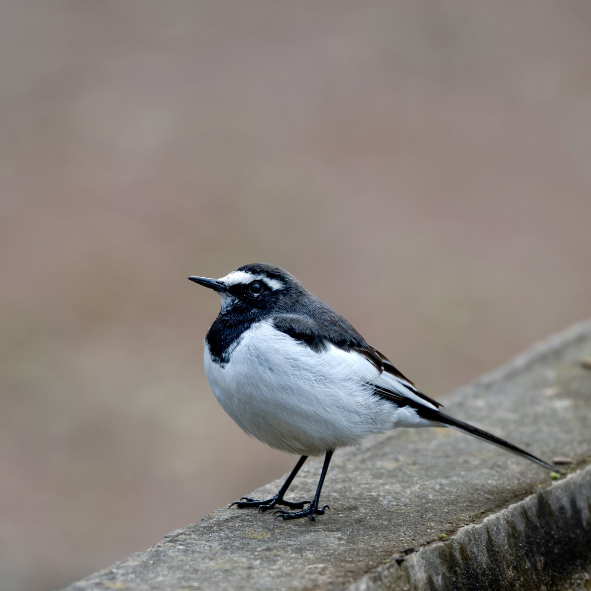 moko (@moko_tomo11739) / Posts / X