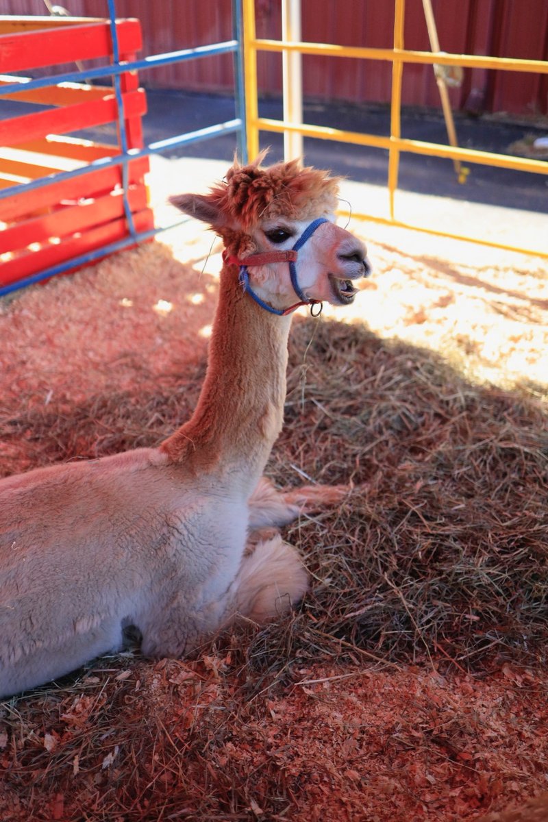 South Carolina State Fair tweet media