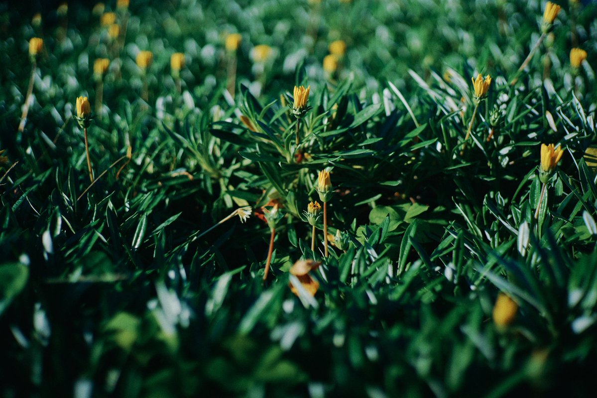 ᴺ🐽ᴳ (@FakerPoke) / Posts / X