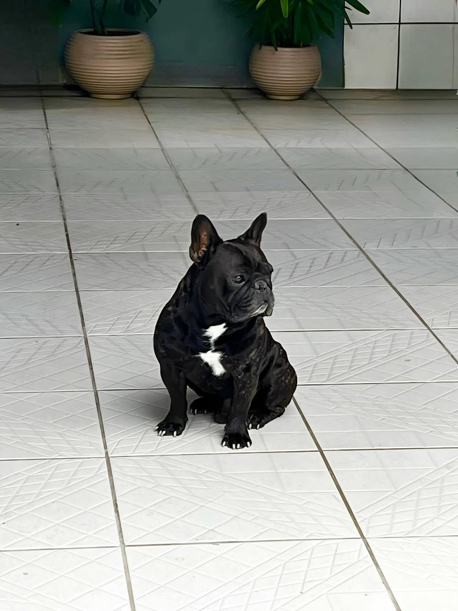 PawfectFrenche's tweet photo. #frenchbulldog #dogday #doglovers #Christmas2025 https://t.co/qcJGuDURpf