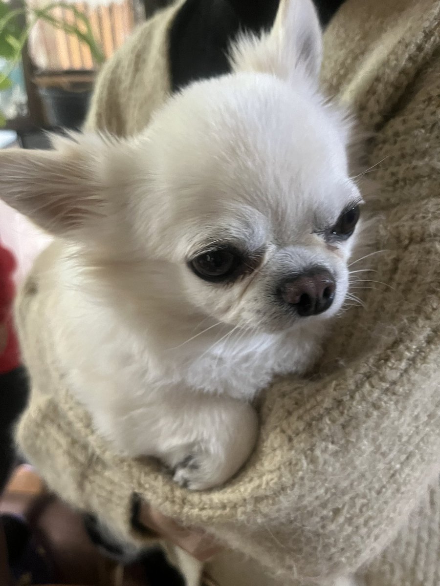 _BENIBENIla's tweet photo. 手が見せどころっ୧( 'ᴗ' )୨

#チワワ党 #チワワ #ちわわ #ロングコートチワワ #Chihuahua #いぬのいる暮らし #犬のいる幸せ https://t.co/onFU6KUfxP