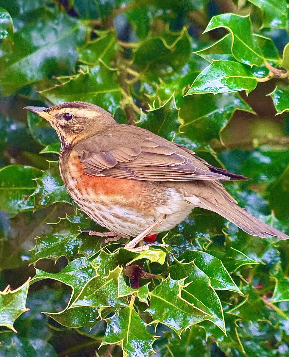 Sheep’s Head Nature tweet media