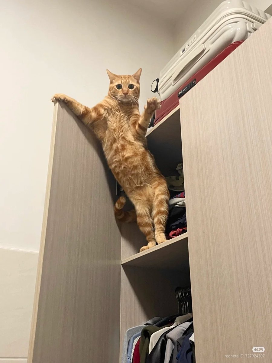 猫中毒 (@BabyCat0w0) / Posts / X