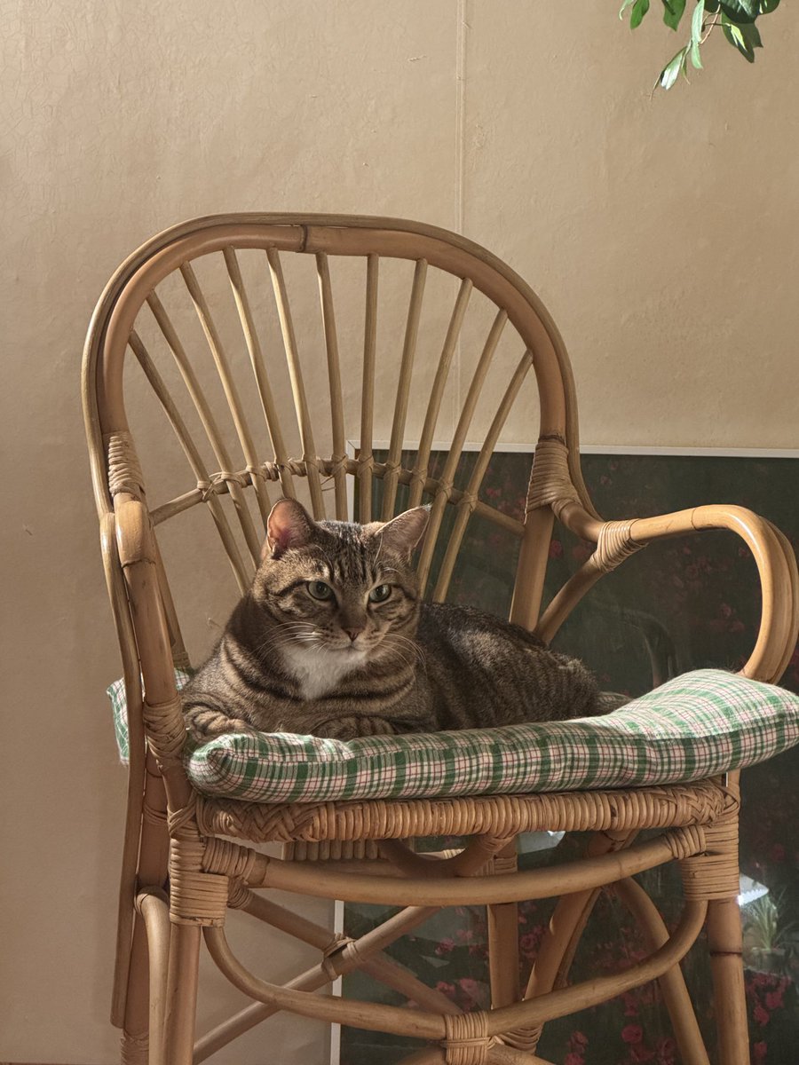 꿈같은 하루가 끝나고 좋아하는 일상으로 돌아왔다 언제나 느긋한 탄쵸와 함께 있는 연말 밤의 적막이 좋아