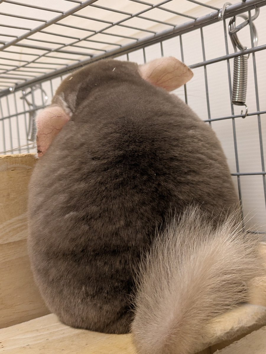 チンチラ 全長94cm！？オープンカーを乗りこなすチンチラがかっこよすぎる