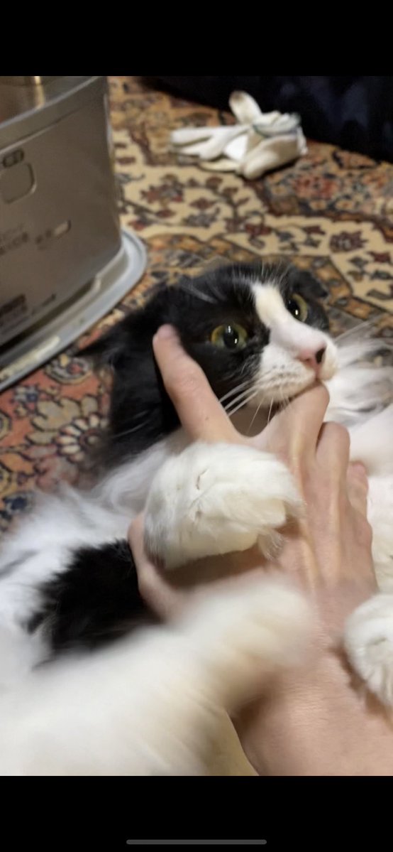 🐱＜にゃんにゃー！