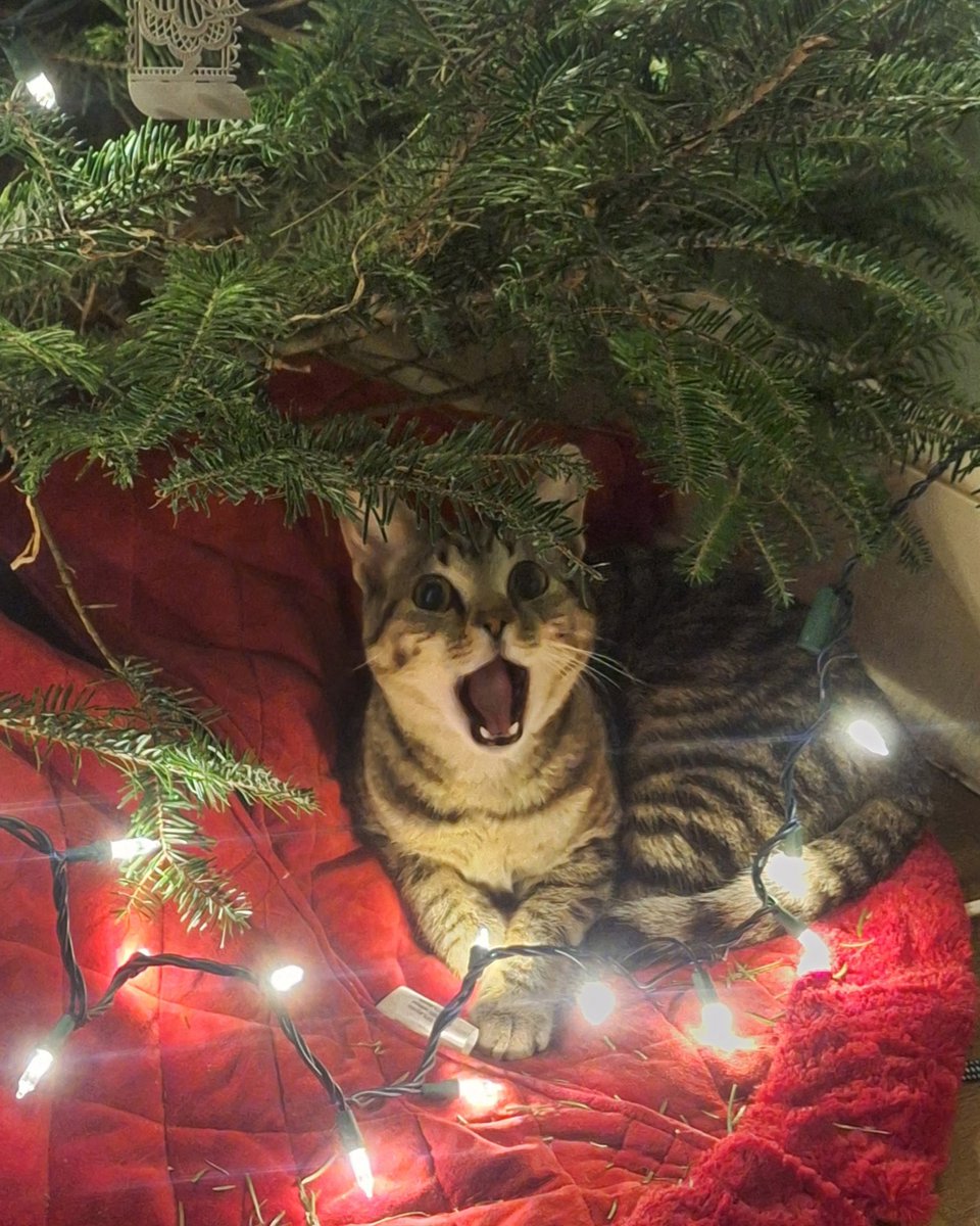 gabby🔻 pentin tweet media