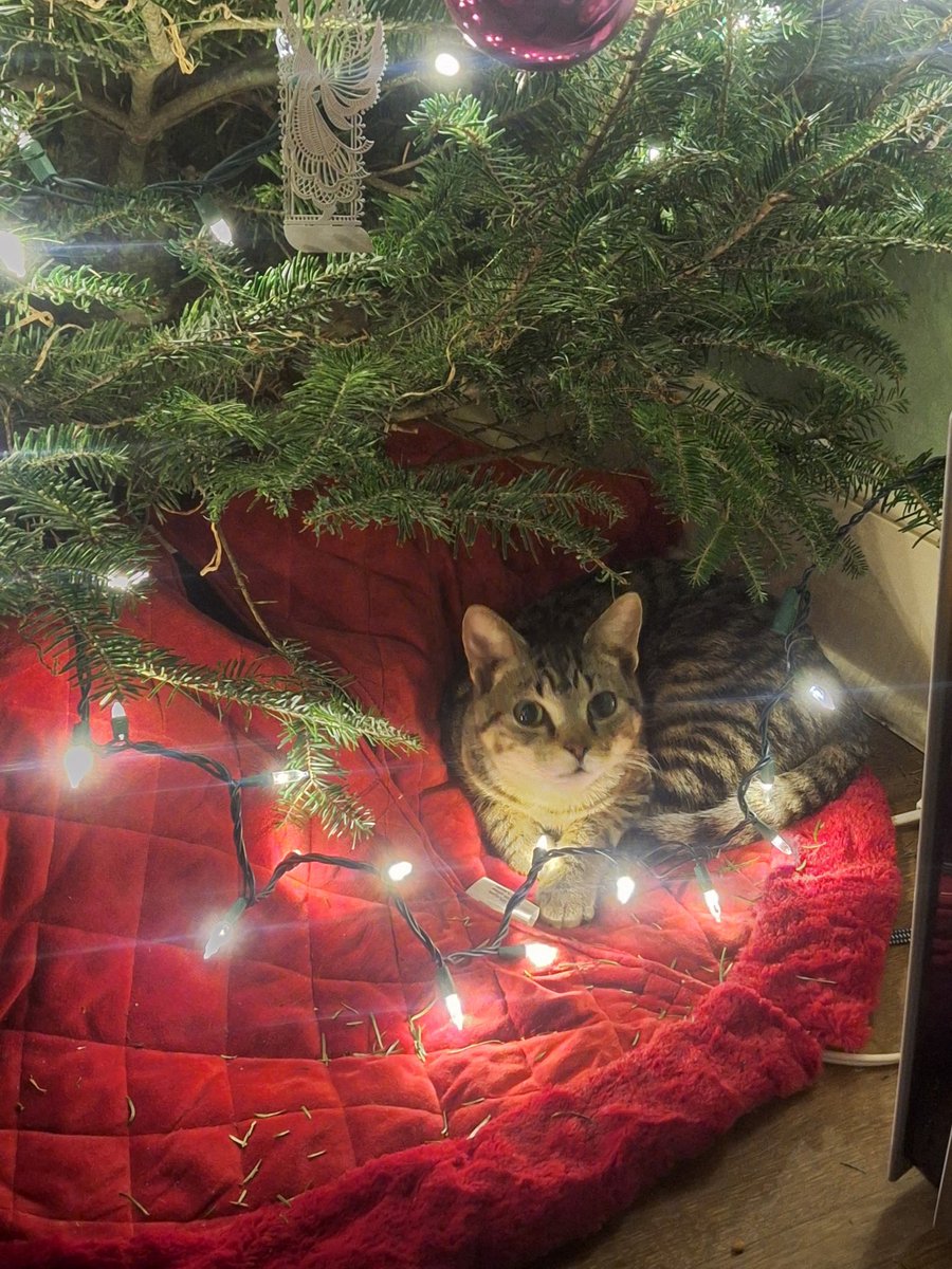 gabby🔻 pentin tweet media