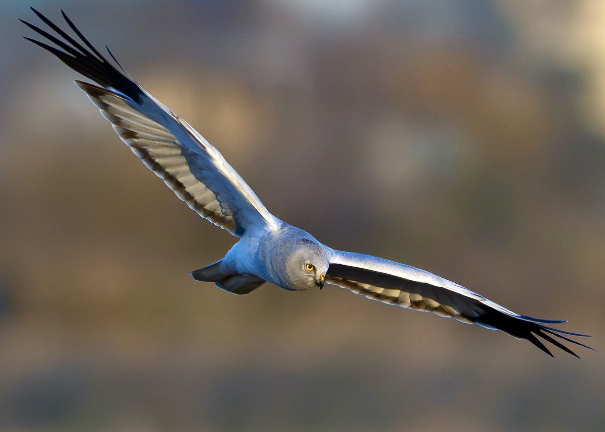 Hira-san (@Kff73733230Kff) / Posts / X