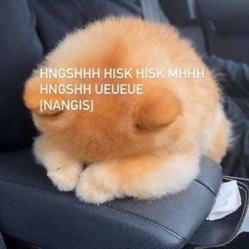 Suji tweet media