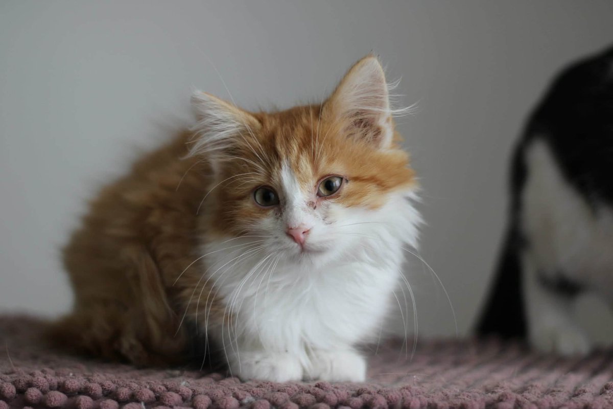 🐱💔 14 kotów walczy o zdrowie i szansę na dom!
Czarusia i jej przyjaciele codziennie zmagają się z chorobami i bólem — potrzebują Twojej pomocy! 🙏
Każda złotówka to leki, badania i karma.

Wesprzyj zbiórkę: ratujemyzwierzaki.pl/14-kotow