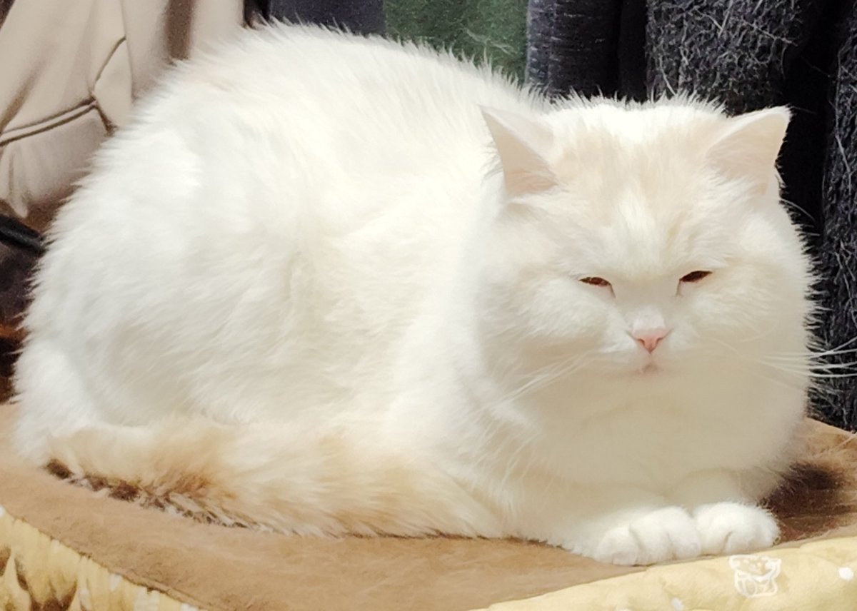 福ちゃん (@fukuchanwhite) on X