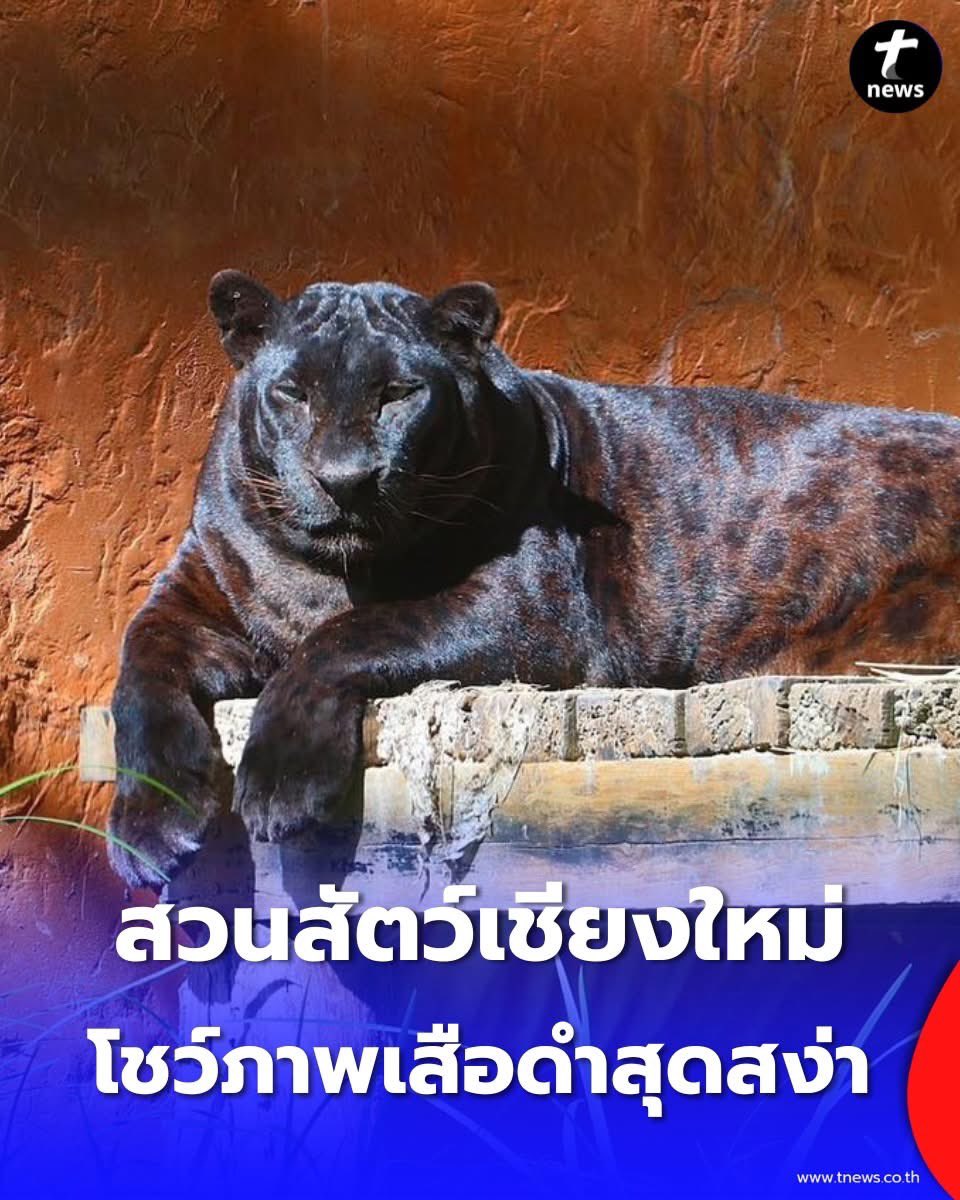 ไม่มีคอเลย ไอ้อ้วนเอ้ย 🤣 สง่ากี่โมงงง😆 #สังคมอุดมบูบี้