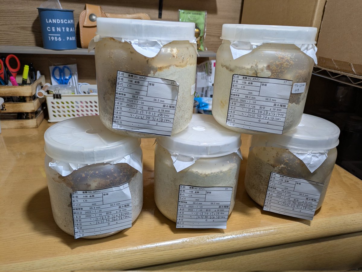 YGの3本目交換しました
31〜41gで、我が家では41gは最高です。昨年度YGは最終36gで90mmが出てるので35g以上はしっかり管理必要と考えています。寒い時期なので後は居食いして少しでもグラムアップして欲しい