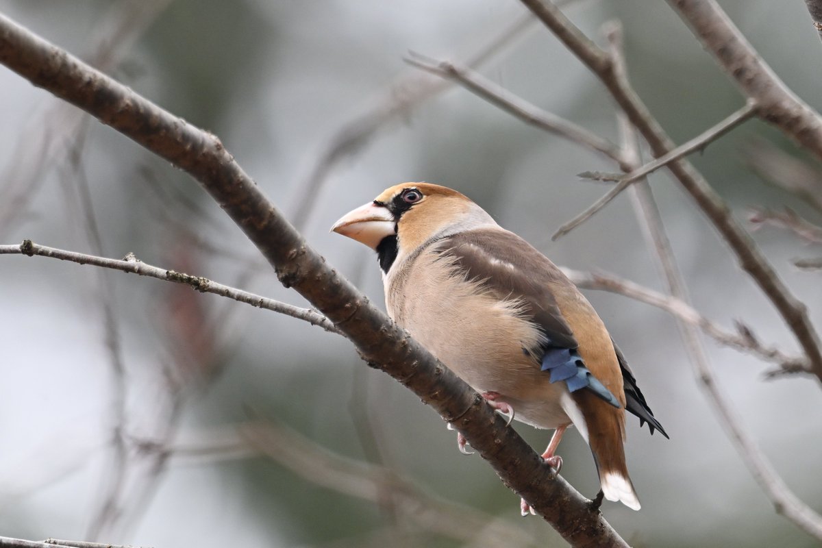 Locomotive38 (@locomotive38) / Posts / X