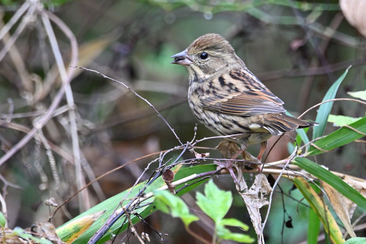 Locomotive38 (@locomotive38) / Posts / X