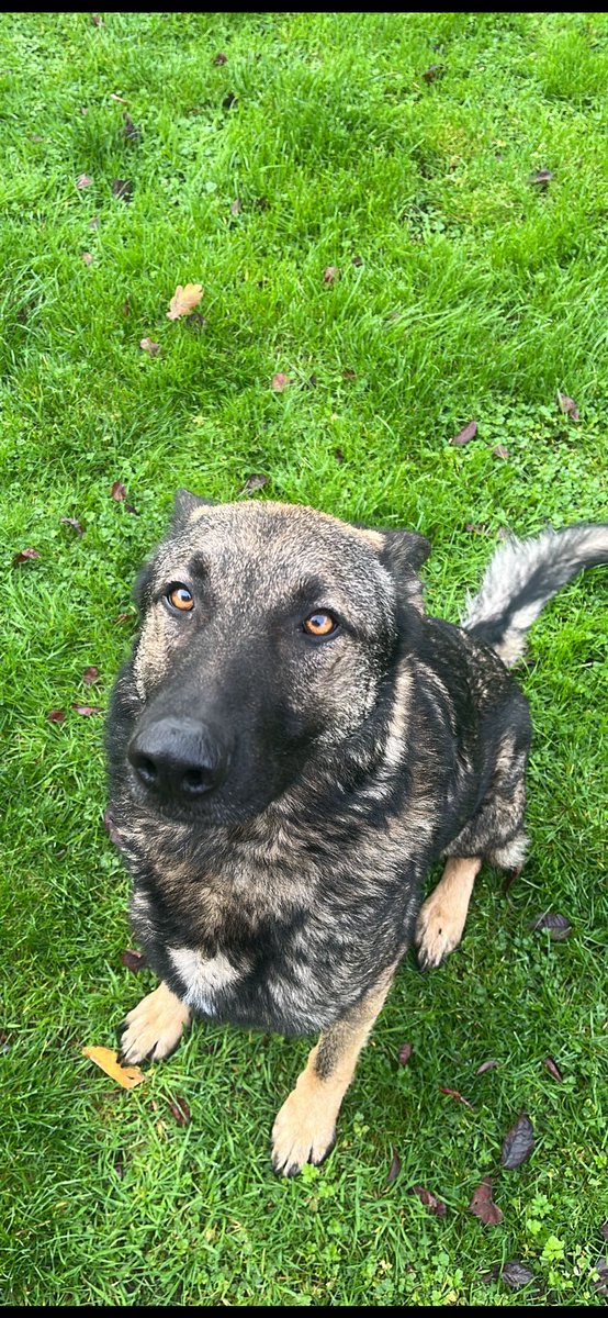 GMP Tactical Dog Unit tweet media