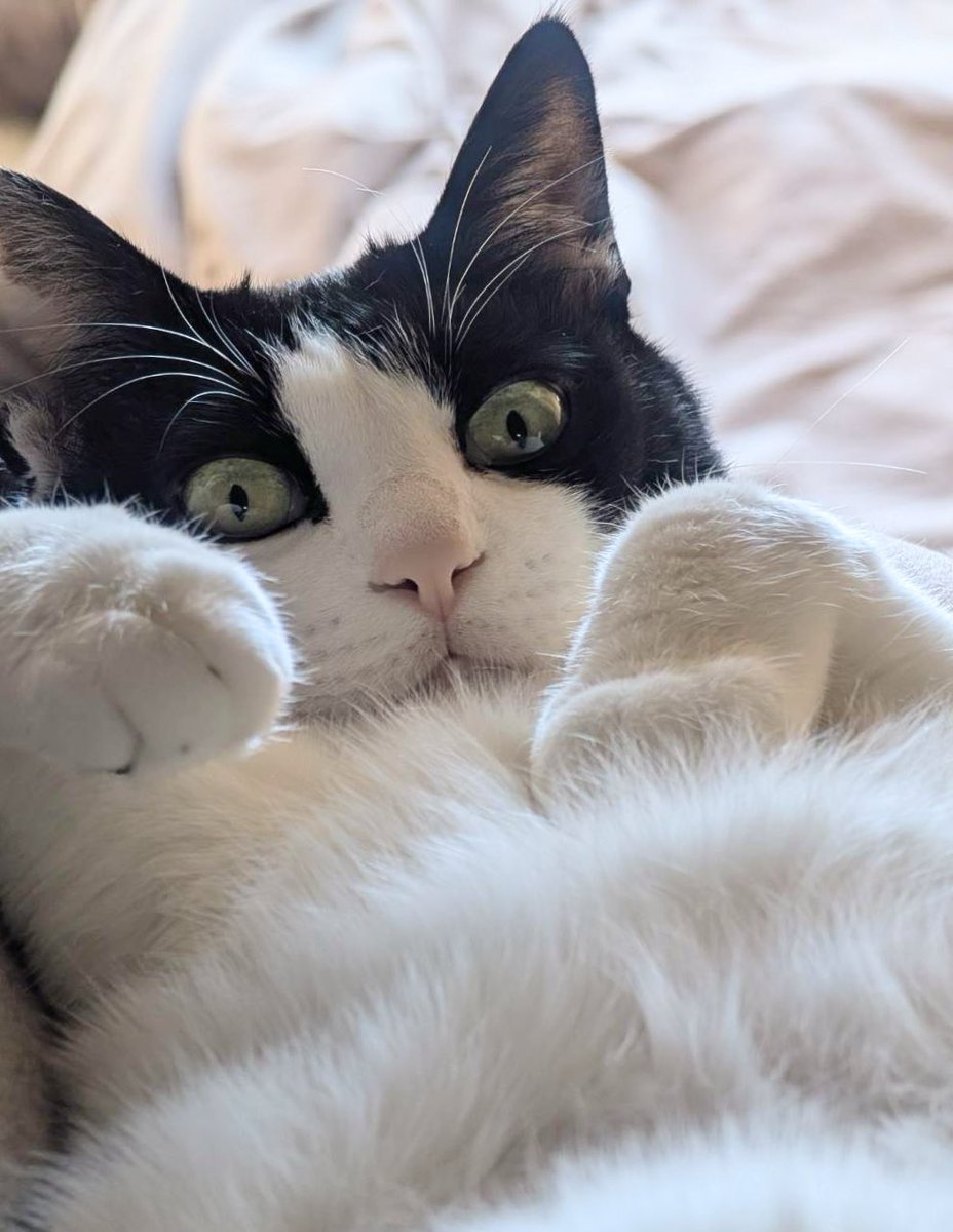 冬の寒さを逃れる猫たちの可愛い寝姿がXで話題