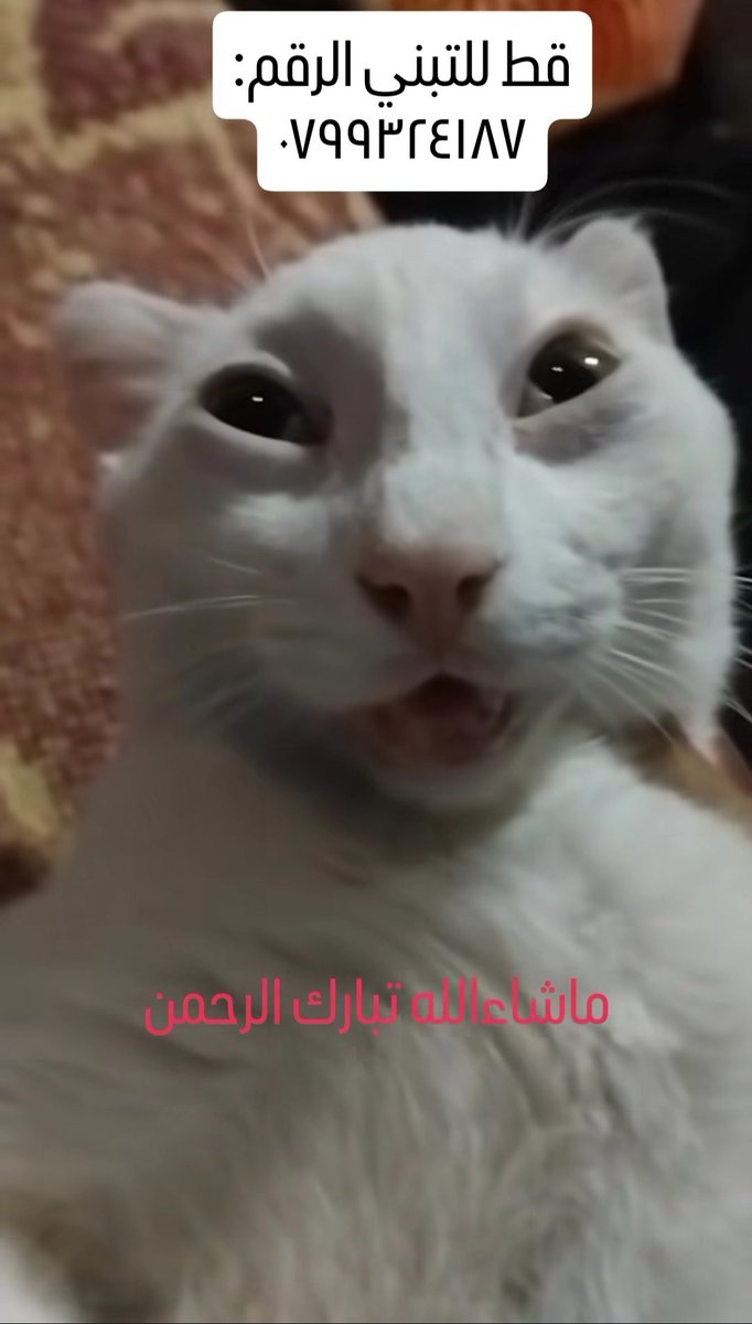 عندك شاورما الحلوين