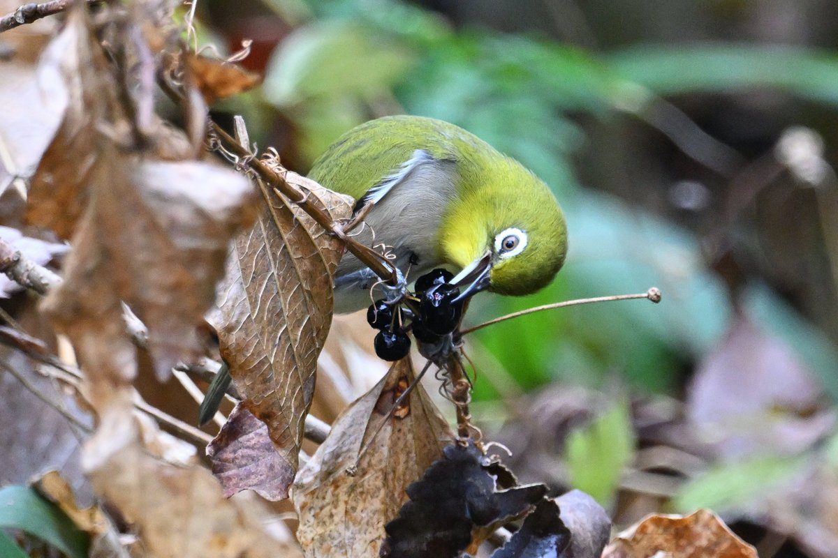 Locomotive38 (@locomotive38) / Posts / X