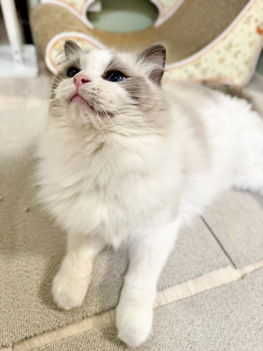 ニャ🐱✨ #1679日目