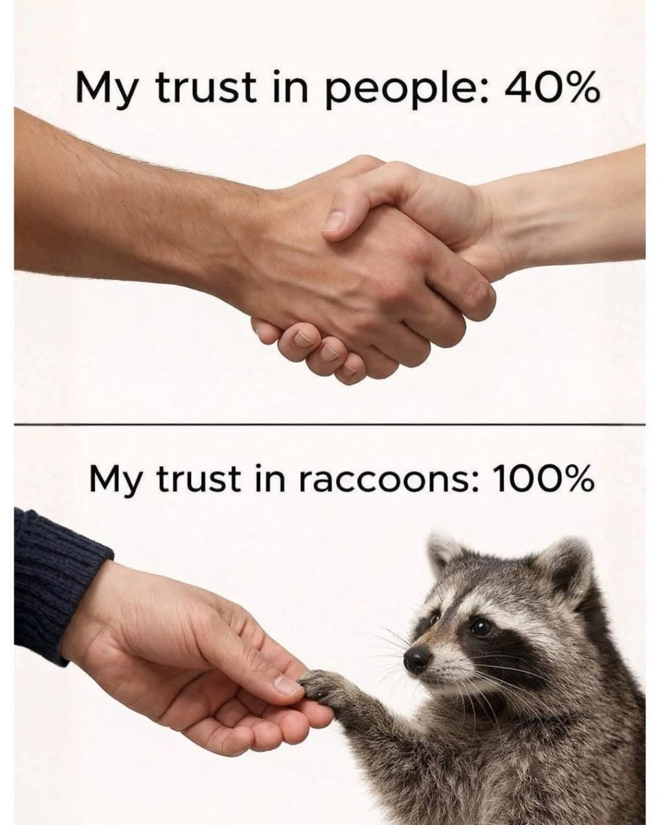 raccoonAuras's tweet image. 
