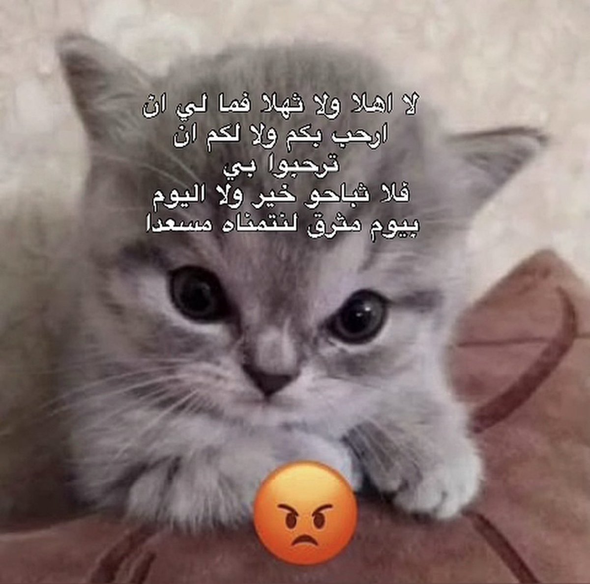 سَعيد tweet media