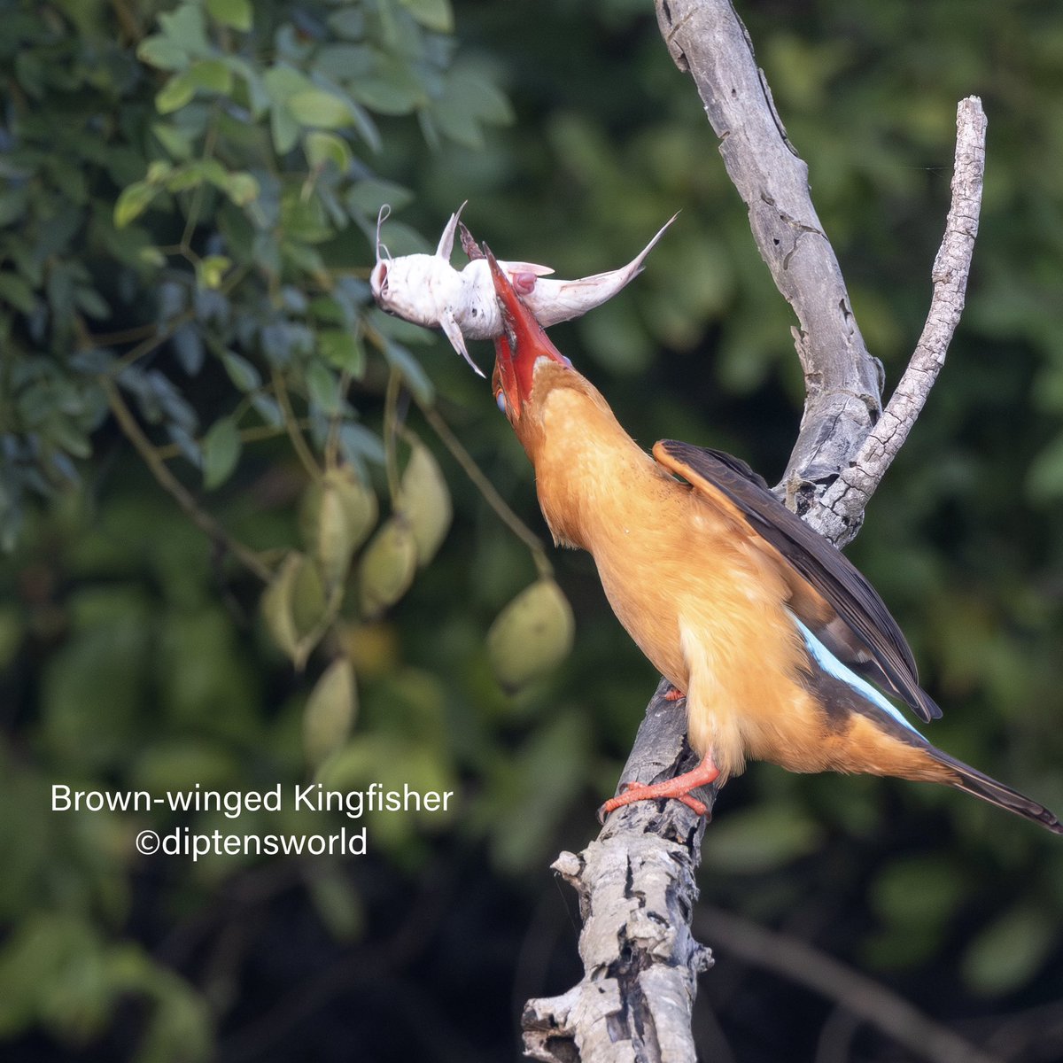 diptensworld's tweet photo. Sunday Nature Pics: @Indiaves

Apart from other rare wildlife, photographers visit the remote Bhitarkanika National Park, in Odisha,  for its seven species of Kingfishers, all in one place. Top of the list is the Brown-winged Kingfisher found in very few mangroves and riverine creeks of India. 

And to get to photograph the BWKF with a live catch is a delight. Here is a BWKF with a large Catfish, which it head-bangs on the branch to stun it before consuming! We saw the BWKF trying to swallow the catfish a number of times but the fish was huge and wasn’t getting subjugated before it flew off still holding the fish. Here is the sequence …. 
 
#wildlife #wildlifephotography #travel #animals #animalphotography #nature #birds #birding #birdwatching #birdphotography #naturephotography #landscape #bhitarkanika #odisha #brownwingedkingfisher #kingfisher