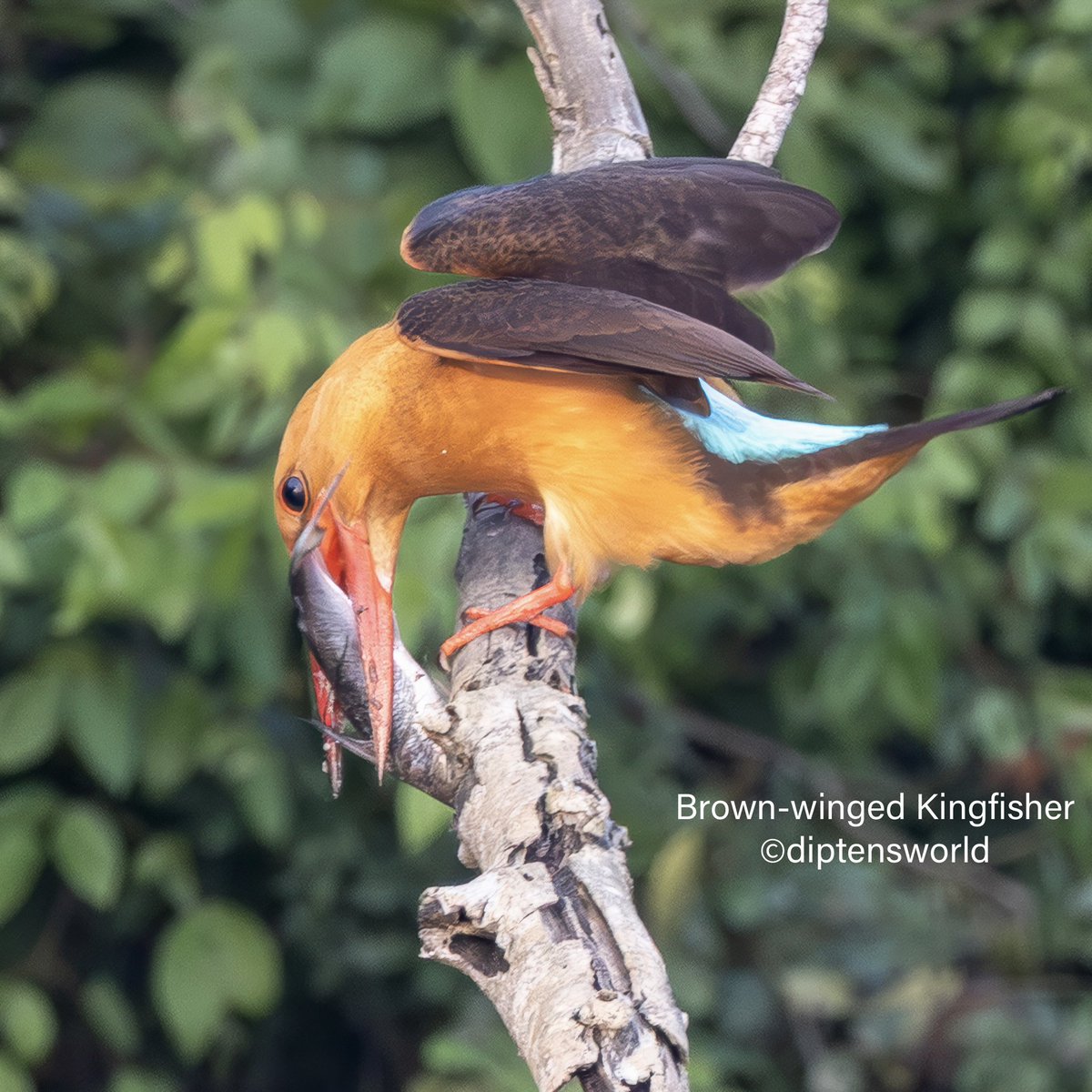 diptensworld's tweet photo. Sunday Nature Pics: @Indiaves

Apart from other rare wildlife, photographers visit the remote Bhitarkanika National Park, in Odisha,  for its seven species of Kingfishers, all in one place. Top of the list is the Brown-winged Kingfisher found in very few mangroves and riverine creeks of India. 

And to get to photograph the BWKF with a live catch is a delight. Here is a BWKF with a large Catfish, which it head-bangs on the branch to stun it before consuming! We saw the BWKF trying to swallow the catfish a number of times but the fish was huge and wasn’t getting subjugated before it flew off still holding the fish. Here is the sequence …. 
 
#wildlife #wildlifephotography #travel #animals #animalphotography #nature #birds #birding #birdwatching #birdphotography #naturephotography #landscape #bhitarkanika #odisha #brownwingedkingfisher #kingfisher