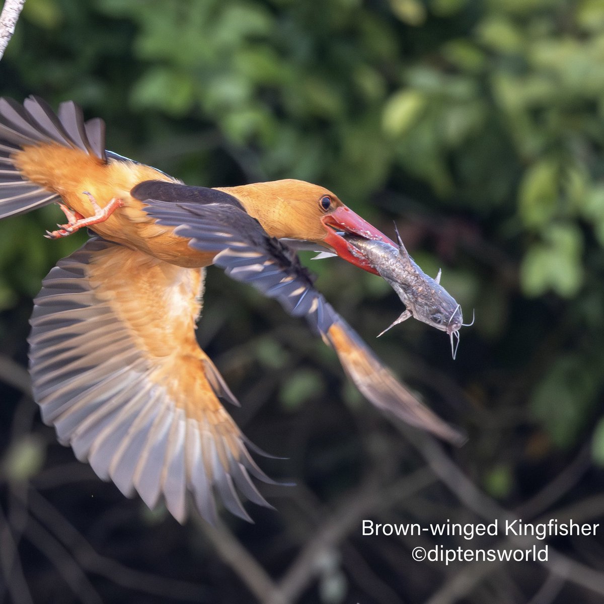 diptensworld's tweet photo. Sunday Nature Pics: @Indiaves

Apart from other rare wildlife, photographers visit the remote Bhitarkanika National Park, in Odisha,  for its seven species of Kingfishers, all in one place. Top of the list is the Brown-winged Kingfisher found in very few mangroves and riverine creeks of India. 

And to get to photograph the BWKF with a live catch is a delight. Here is a BWKF with a large Catfish, which it head-bangs on the branch to stun it before consuming! We saw the BWKF trying to swallow the catfish a number of times but the fish was huge and wasn’t getting subjugated before it flew off still holding the fish. Here is the sequence …. 
 
#wildlife #wildlifephotography #travel #animals #animalphotography #nature #birds #birding #birdwatching #birdphotography #naturephotography #landscape #bhitarkanika #odisha #brownwingedkingfisher #kingfisher