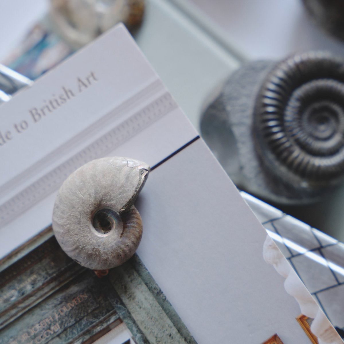 三葉虫化石　化石　古道具　アンティーク　ディスプレイ　オブジェ 太古の記憶を、インテリアに。 何億年という歳月をかけて、自然が