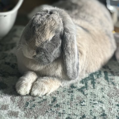 Cocobunny tweet media