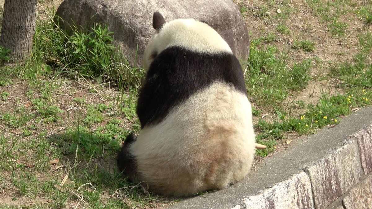 PANDA_KENJI_NEWS (@PANDA_KENJ2) / Posts / X