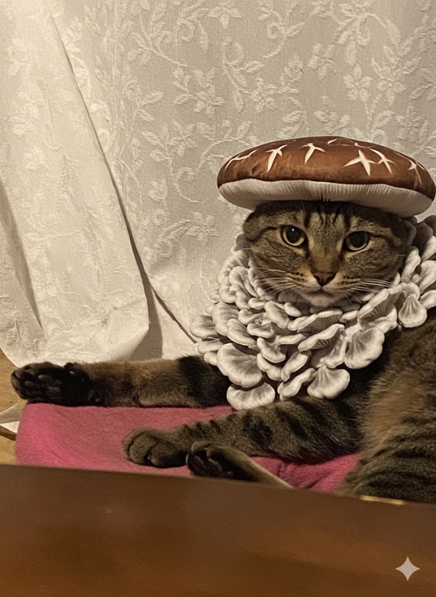 きじとら様 キジトラ