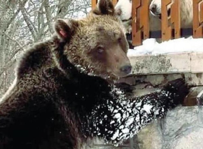 WWFitalia's tweet image. Ancora un #orso marsicano morto sulle strade, è accaduto ieri in area esterna al @Parcoabruzzo, sulla Sora-Avezzano
La morte di questo maschio di 4-6 anni si aggiunge purtroppo ad una lista molto, troppo lunga
Meno di due anni fa era toccato al giovane #JuanCarrito 
Basta!