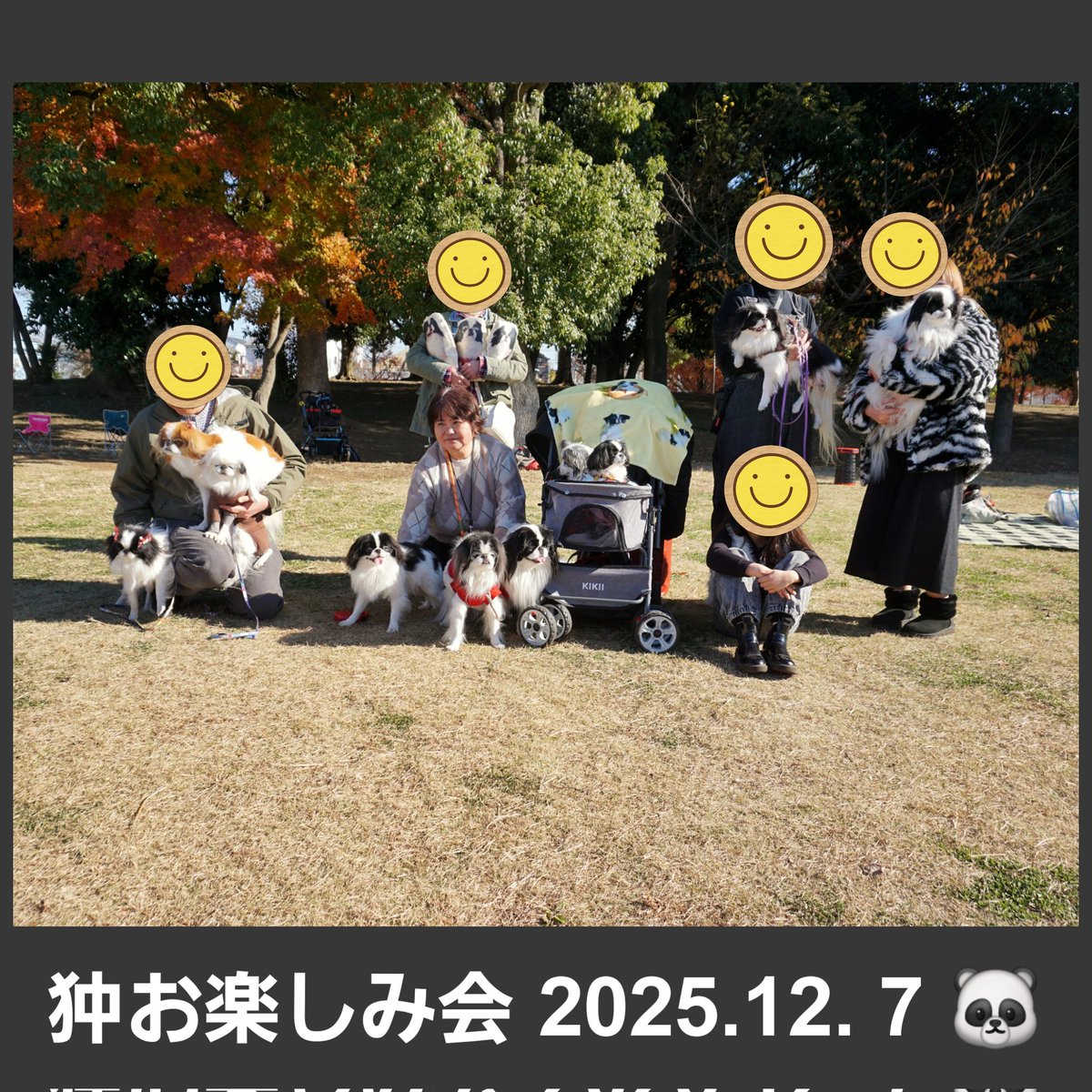 moozan's tweet photo. 7日の #狆お楽しみ会 遊びに来てくださってありがとうございました😆💕次回は来年の2月22日に開催いたします。近々改めて、このＸアカウントとインスタにお知らせを出します。よろしくお願いします😌✨ #狆オフ会 #狆 https://t.co/rj2eJx2yhI
