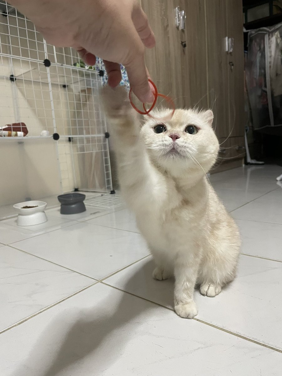 acatmarvel's tweet photo. ขอนุเถอะ นุจะเอาไปร้อยไว้เล่นโดดยางอีชู https://t.co/r1CoFIT3eG