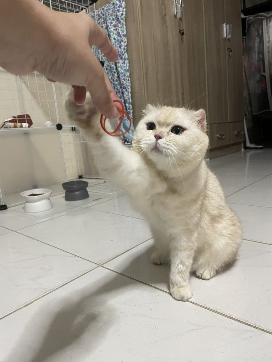 acatmarvel's tweet photo. ขอนุเถอะ นุจะเอาไปร้อยไว้เล่นโดดยางอีชู https://t.co/r1CoFIT3eG