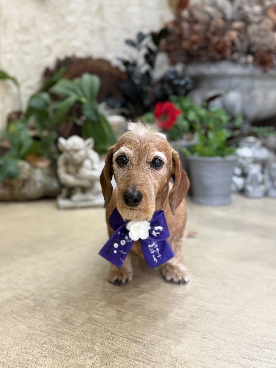 anmi_klj's tweet photo. 昨日は2025年最後の
お手入れDAYでした☺️
ホワイトバットマン健在です🦹🏼♀️
#dog #dachs #dachshund #miniaturedachshund #wiredachshund #犬バカ部 #短足部 #ミニチュアダックス #ダックスフント #ワイヤーダックス #ミニチュアダックスワイヤー #ワイヤーダックスを愛する会 #モヒカン犬 #いぬのきもち https://t.co/xys4843wla