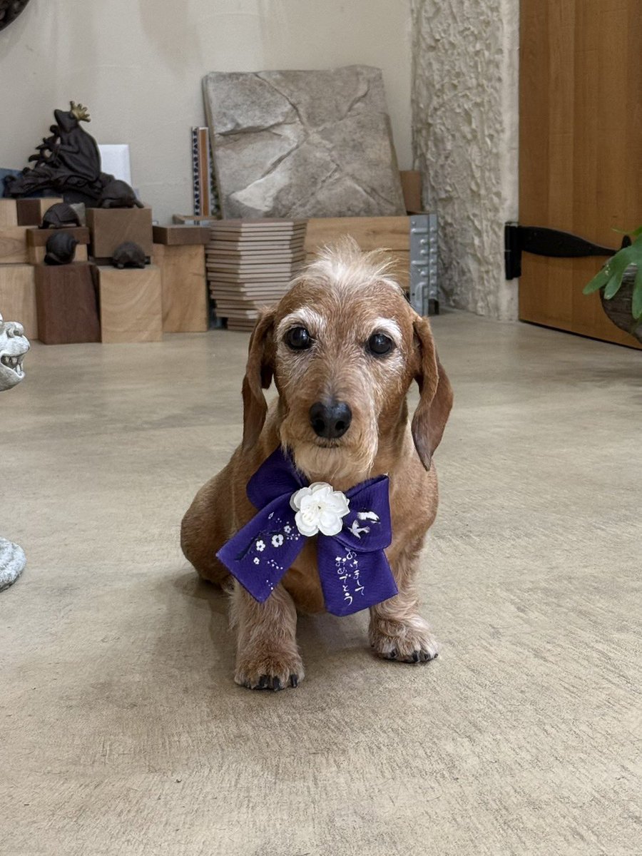 anmi_klj's tweet photo. 昨日は2025年最後の
お手入れDAYでした☺️
ホワイトバットマン健在です🦹🏼♀️
#dog #dachs #dachshund #miniaturedachshund #wiredachshund #犬バカ部 #短足部 #ミニチュアダックス #ダックスフント #ワイヤーダックス #ミニチュアダックスワイヤー #ワイヤーダックスを愛する会 #モヒカン犬 #いぬのきもち https://t.co/xys4843wla