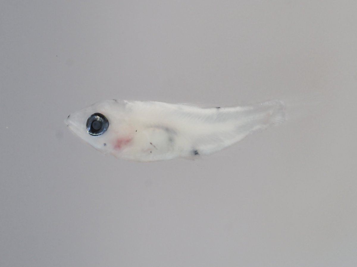 みゅうページ みゅう (@myuuu1350) / Posts / X