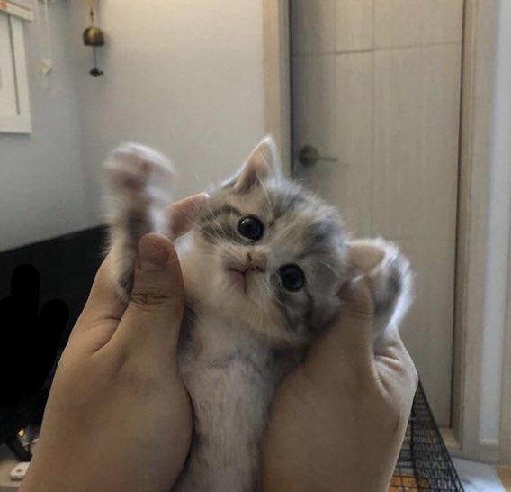 kitten_zukan's tweet photo. https://t.co/zIdZk0AA8z
